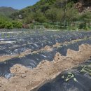 소꿉놀이민박 이미지