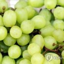 샤인하우스 가동 이미지