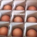 유나네 자연숲 농장 | 동네한바퀴 319화 연천 1등급 유정란 전문 양계장, 유나네 자연숲 농장 택배주문
