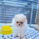 콩이 애견샵 이미지