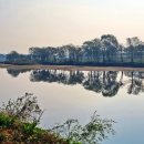 곡교천 은행나무길 이미지