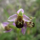 Wild orchid wasp mimic - David Attenborough, BBC 이미지