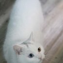 우다닥 고양이호텔 이미지