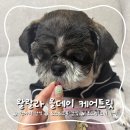 [애견간식] 강아지 노즈워크 간식으로 추천하는 “왈랄라 올데이 케어트릿”