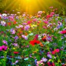 자연의 미학 이미지