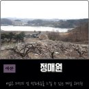 냉정마을회관 | 아산 정매원 가는 길 소개, 매실 과수원 산책과 청매실 홍매실 차이점