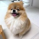 두 마 | 강아지 브러쉬 추천,포메라니안 두마리 마단핀 브러쉬 실사용 후기