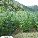 청풍농장 이미지