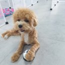 파파퍼피 DOG하우스 이미지