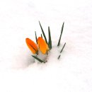 눈속에피는꽃 이미지