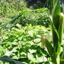 박곡농장 이미지