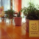 퍼피클럽 뚱 이미지