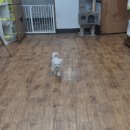 똥꼬 발랄 펫샵 이미지