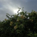 왕산1