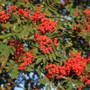 신체의 열매 이미지