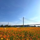 한강시민공원 편의점 쉼터 옆 | 서울근교 가을여행지 구리 한강공원 코스모스축제 실시간 개화율, 정보등
