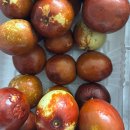 윤하농장 | (먹자) 꿀맛인 사과대추 : 윤하네 사과대추 농장 (f. 포장 굿, 품질 굿 + 맛도 최고!)