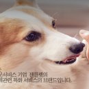 영덕사랑동물병원 네이버블로그