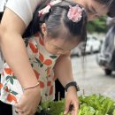 상추🥬와 방울토마토🍅 수확 이미지