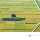 소나무뜰