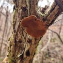 1342 | 오지산행후기(1342차) 청산 박석고개 2025.11.23(토)