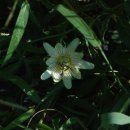 느티나무하우스 이미지