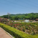 2025 인천대공원 장미축제 일정 총정리! 사진 맛집 후기까지 📸