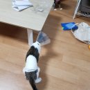 원흥동물의료센터 이미지