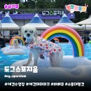 하이도그 | 서울근교 도그스포지움 애견수영장 | 경기도 최대 규모 바베큐 가능 테마파크 총정리