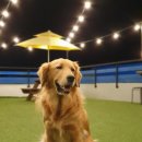 더퍼피즈블루오션 이미지