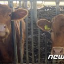 든해솔한우농장 이미지