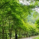 덕산계곡진입로 | 뜨거운 한여름에도 걷기 좋은 숲속길 장안산 방화동 생태 탐방로에 다녀온 후기