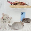 스몰펫하우스 이미지