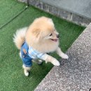 메르시 풀빌라 이미지