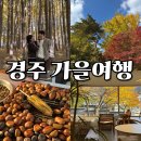 국수나무가흥택지점 | 경주 가을 여행 -도리마을, 불국사, 불리단길