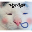 단비 이미지