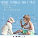 퍼피캣 애견미용 애견호텔 인천가좌점 | 인천강아지분양 퍼피캣 애견분양 인천가좌점 전문적이고 체계적인 분양처