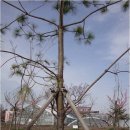 ◎9조-히말라야잣나무-Pinus koraiensis 이미지