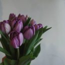 오블리비아떼 이미지