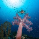 제주연안 연산호 군락지 | [다이브맵] 2026년, 제주도 스쿠버 다이빙 여행 100배 즐기기