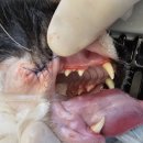 가능동물병원 이미지