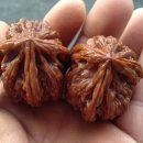 귀족호도 이미지