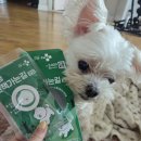 멍뭉펫 | 우리 강아지 벌레퇴치 헬로마이펫 멍뭉 산책가는 길 사용후기!