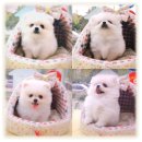 멍멍이랑 호호아줌마 이미지