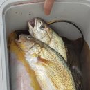 아싸가오리 이미지