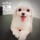 도그몰 이미지