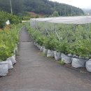 자유농장 이미지