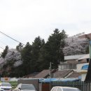 장성호 수변트레킹길 주차장 | 광주 송정공원, 도심속에서 벚꽃을 보며 트레킹하기 좋은 곳(3) - 여행일 : 26.03.31.화 [부산갈매기]