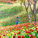 환타랜드숲유치원 | 5월 국내여행, 충남 아산 가볼만한곳 피나클랜드 튤립 불꽃축제