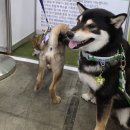 <강아지 인식표 추천> 야광 인식표까지?! 마리네오마켓 커플 인식표 후기